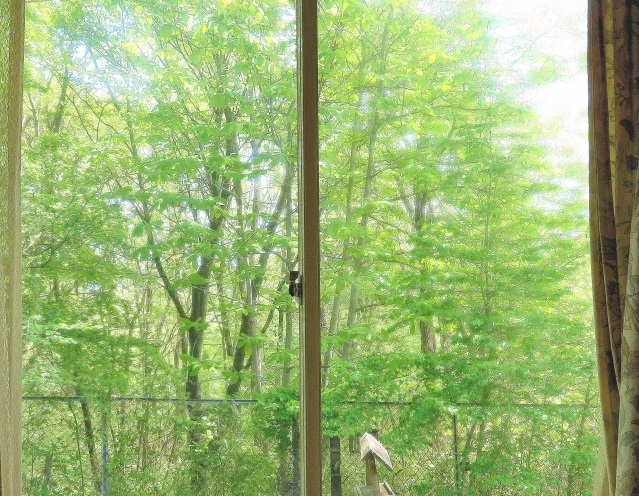 森林と窓
